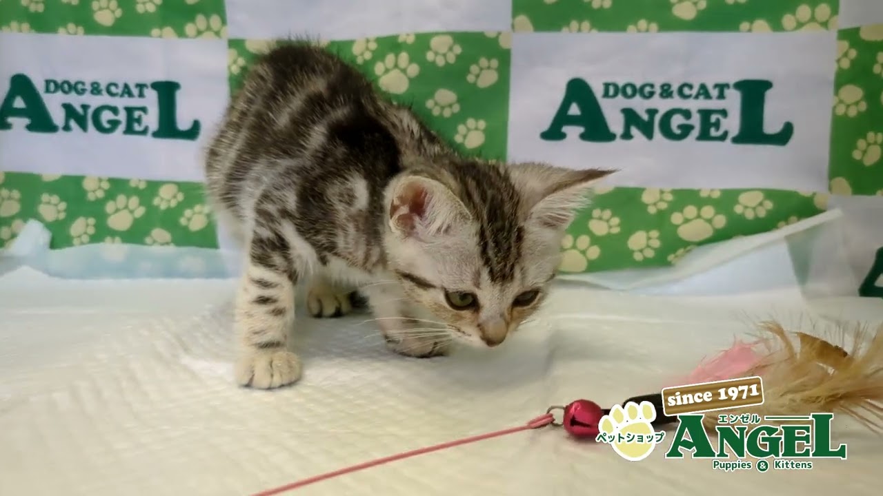 アメリカンショートヘアー 2507001 【ペットショップエンゼル　子犬・子猫販売】
