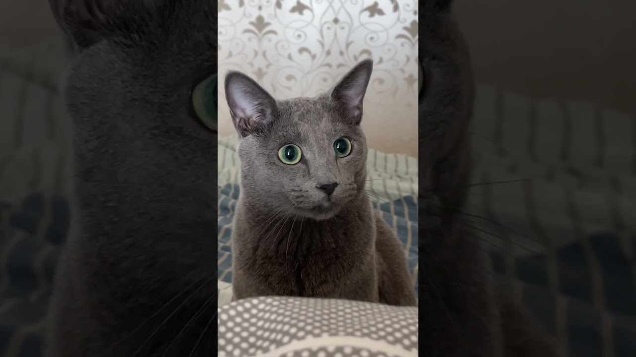 Focus like a camera 👀 #catseyes #huntingcat #greycat #greeneyes
