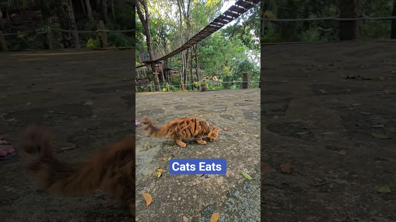 The Surprising Science of How Cats Eat