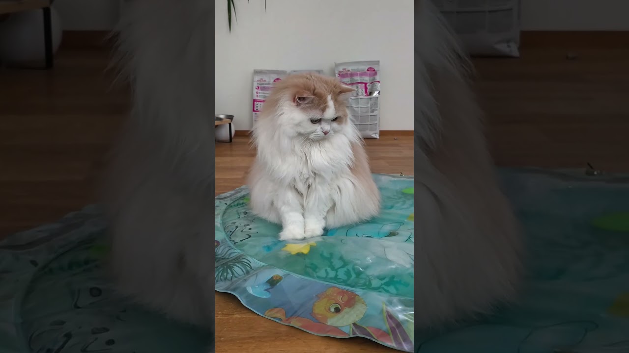 【ねこのいる暮らし】#ペルシャ #スコッティッシュフォールド #もふもふ#cat