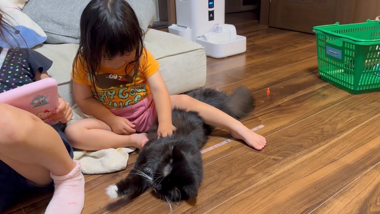 全身で触られる猫　ラガマフィン　サイベリアンA cat being touched all over its body. Ragamuffin. Siberian