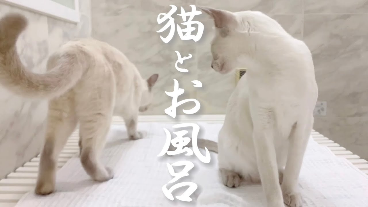 【シャム猫とトンキニーズと柴犬】猫とお風呂