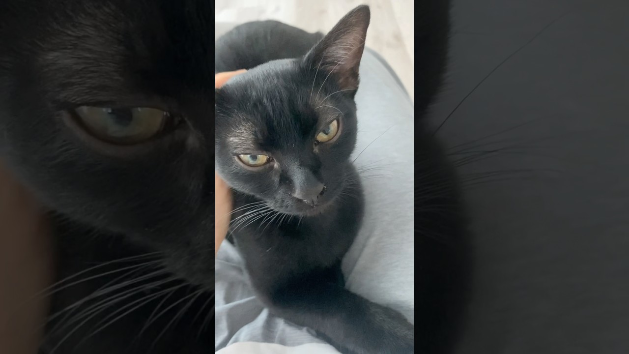 子猫のゴロゴロ音　#黒猫 #ボンベイ #cat #bombay #猫のいる暮らし #猫のいる生活 #ねこ #猫 #毛づくろい #グルーミング #ブラッシング #ゴロゴロ #asmr