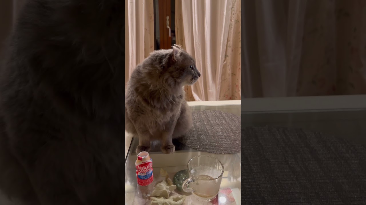 猫に反応 #ねこ動画 #アメリカンカール #catlife