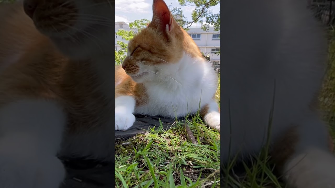 マンホールの上でまったりちゃ〜ちゃん…。#shorts