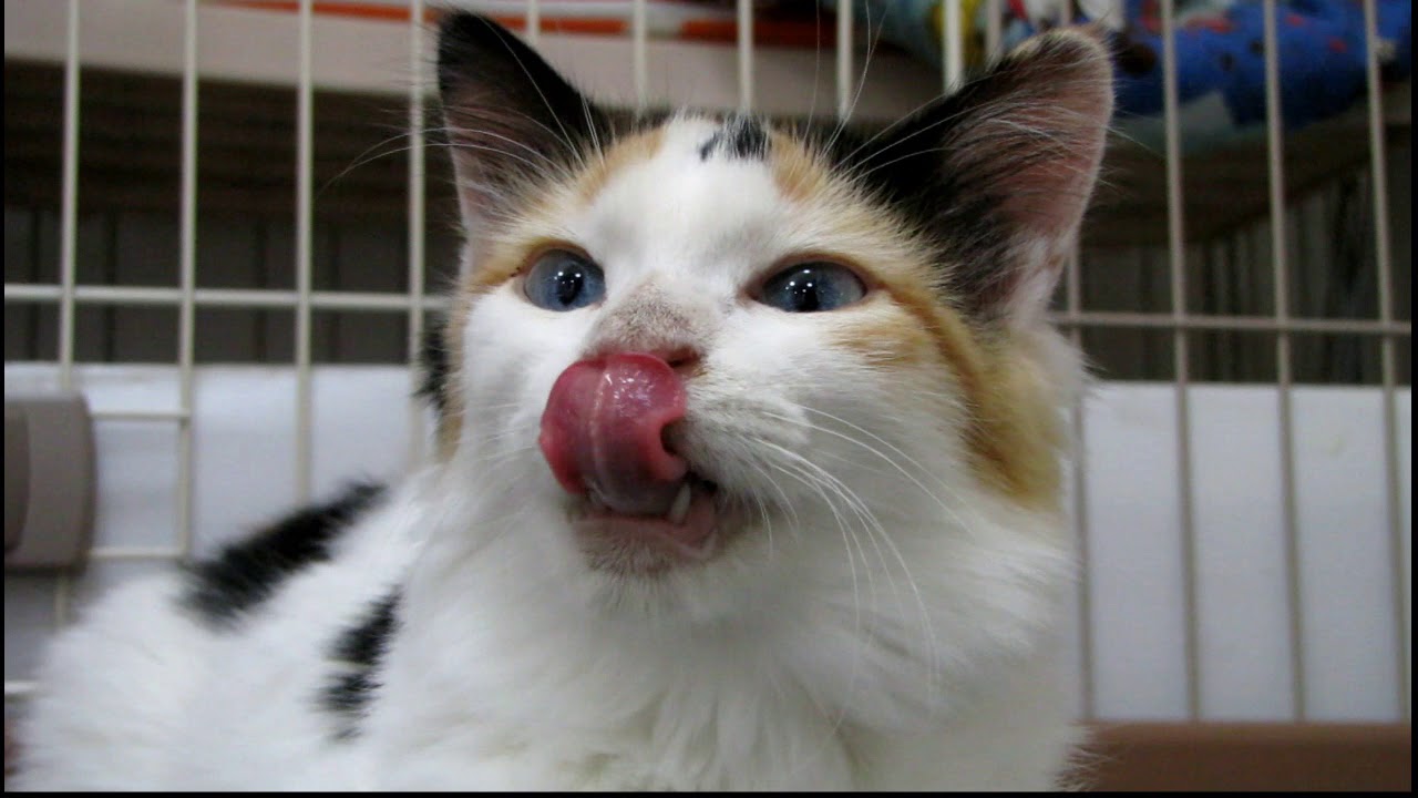 ねこ ターキッシュバン  cats　Turkish Van comb