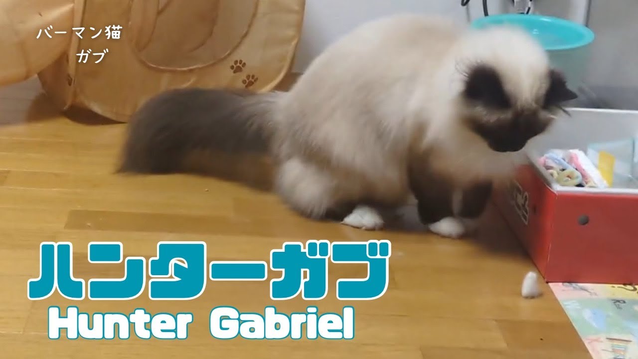 バーマン猫ガブ【ハンターガブ】Hunter Gabriel（バーマン猫）Birman/Cat