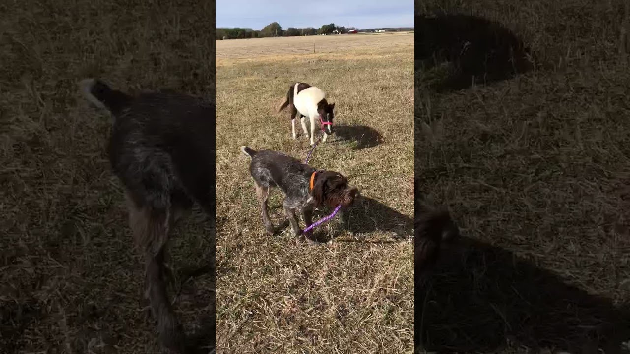 Wirehair Pointer Walks His Horse || ViralHog