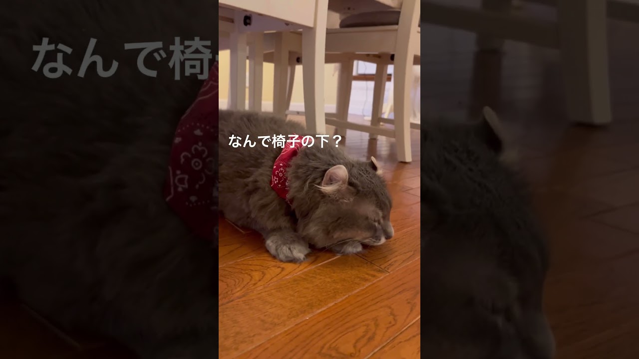 猫動画 #shorts おはようカールくん #アメリカンカール 名曲に合わせて