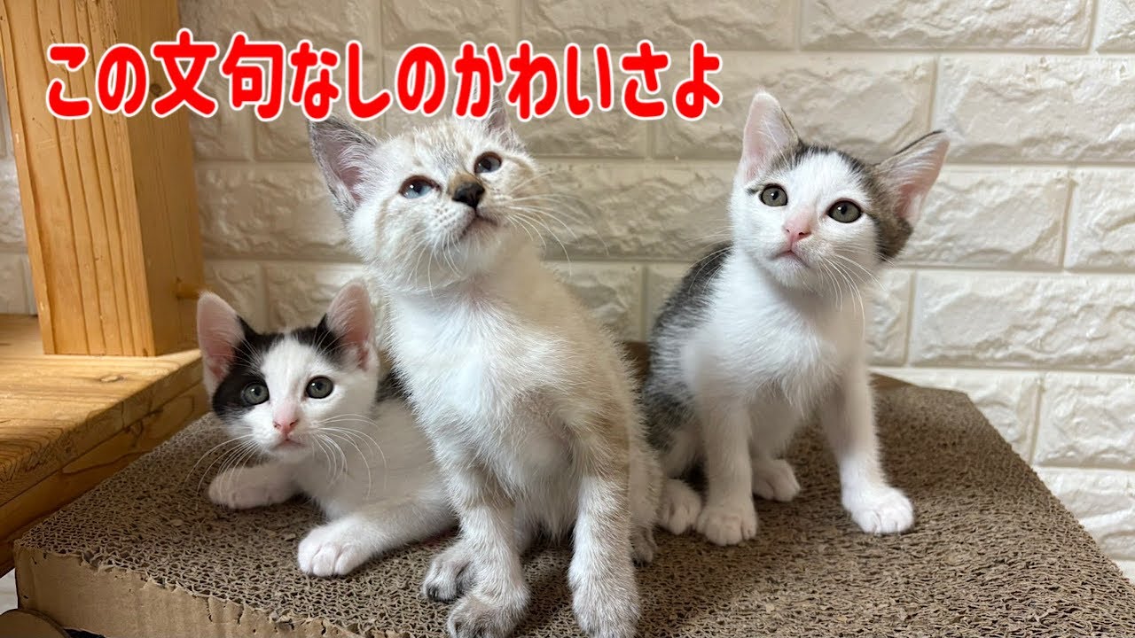 多頭崩壊からやって来た3匹の猫達が可愛すぎてやばい