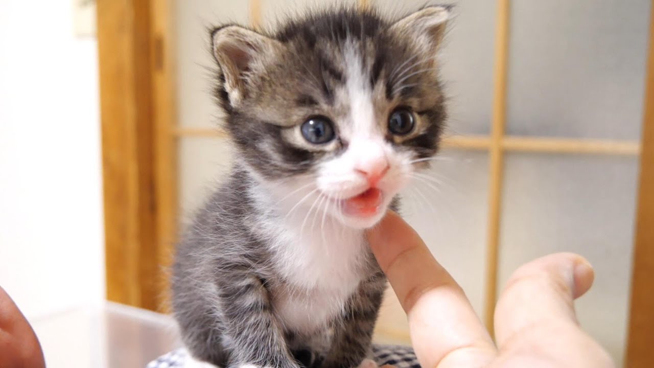 ミルク、ミルクと鳴く子猫がママにかわいいミルクのおねだり。【赤ちゃん猫　保護猫】