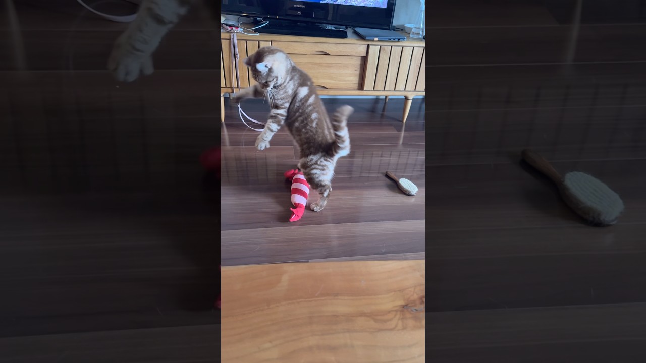 エビちゃんと遊ぶ猫ルイちゃん #music #cat #アメリカンカール #cutecat #American curl