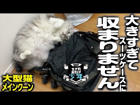 【メインクーン】玄関で番をする大型猫。大きすぎて、スーツケースに収まらない。家族の荷物番・持ち物を厳しくチェック
