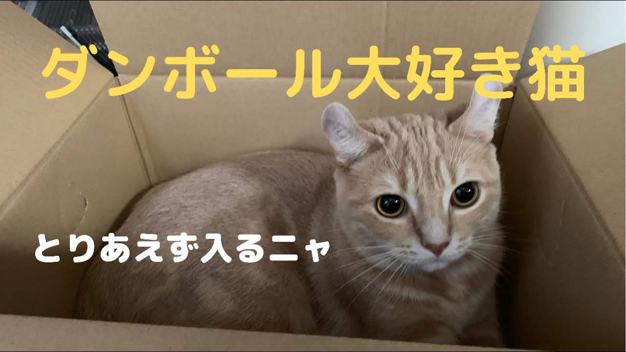 猫のスフィンクス「段ボール箱大好きニャ」の巻