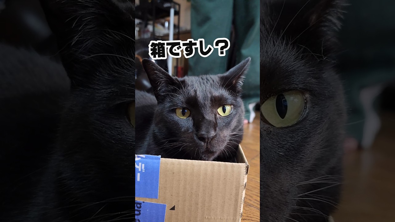 影千代お気に入りのダンボール #保護猫 #黒猫