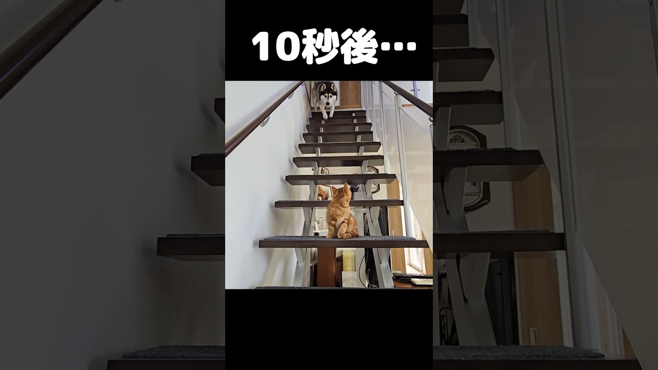 10秒後...犬と子猫が...笑#shorts