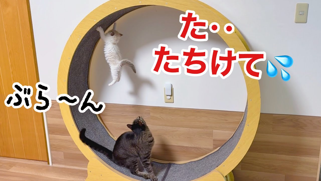 【熱烈歓迎】新入り子猫を全力で遊んであげる先住猫たちの激しい歓迎会w