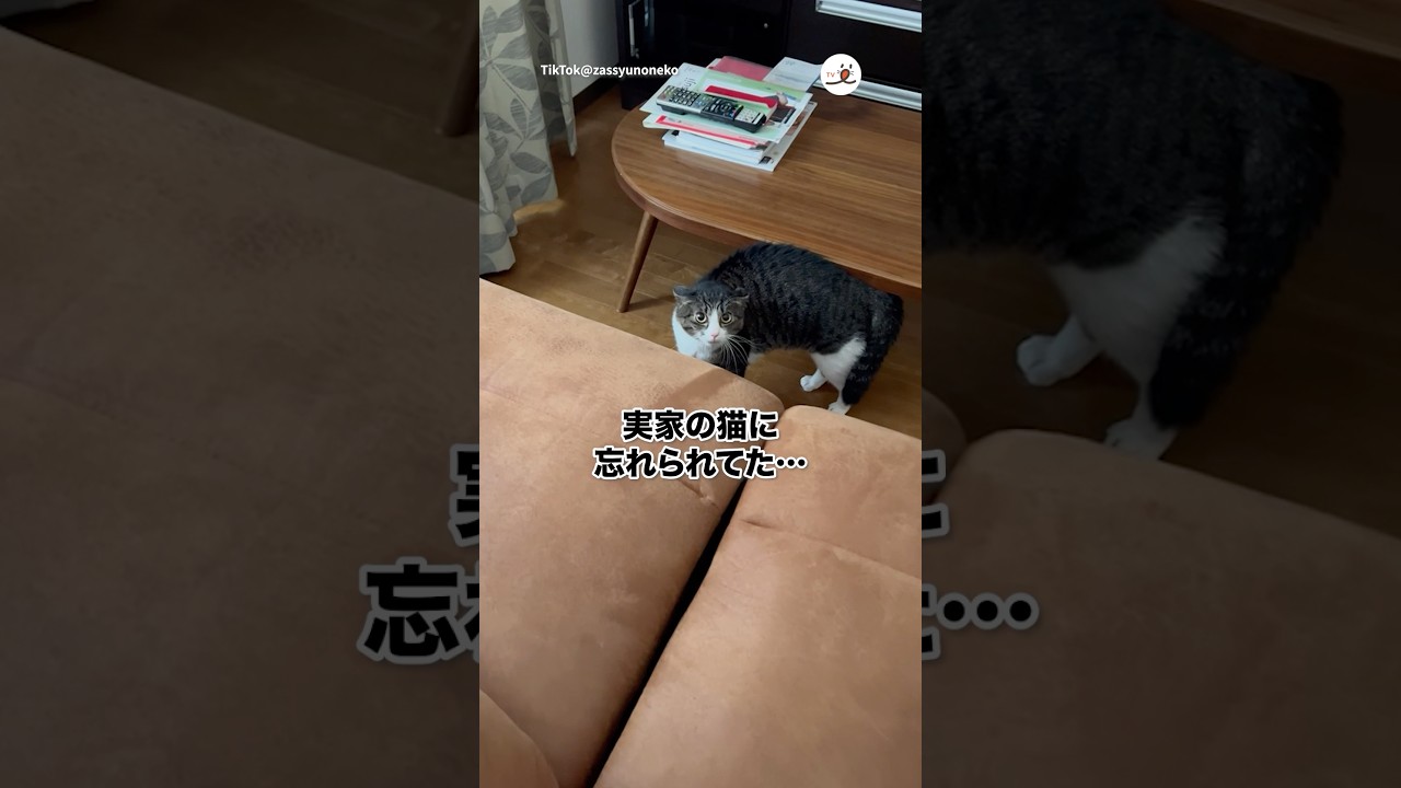 忘れられたんだが…｜PECO