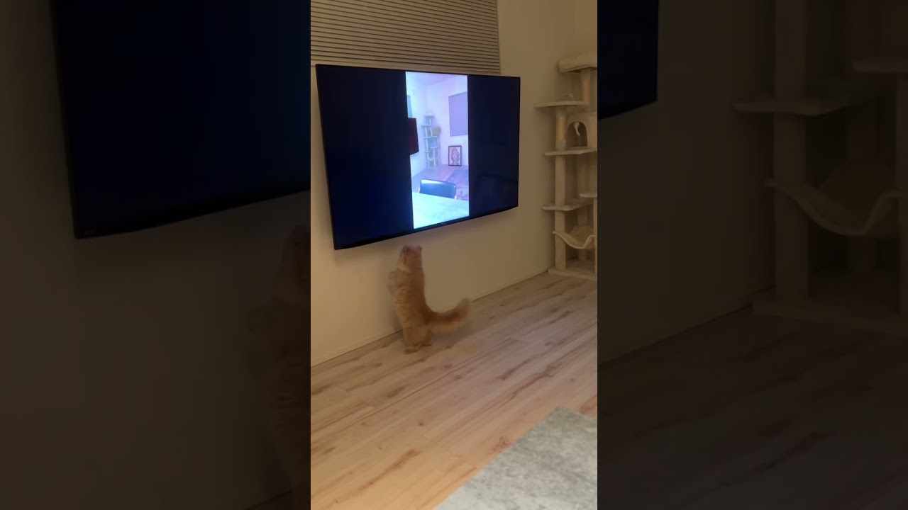 【昔の自分を観るねこpart.2】スコティッシュフォールドロングヘアー