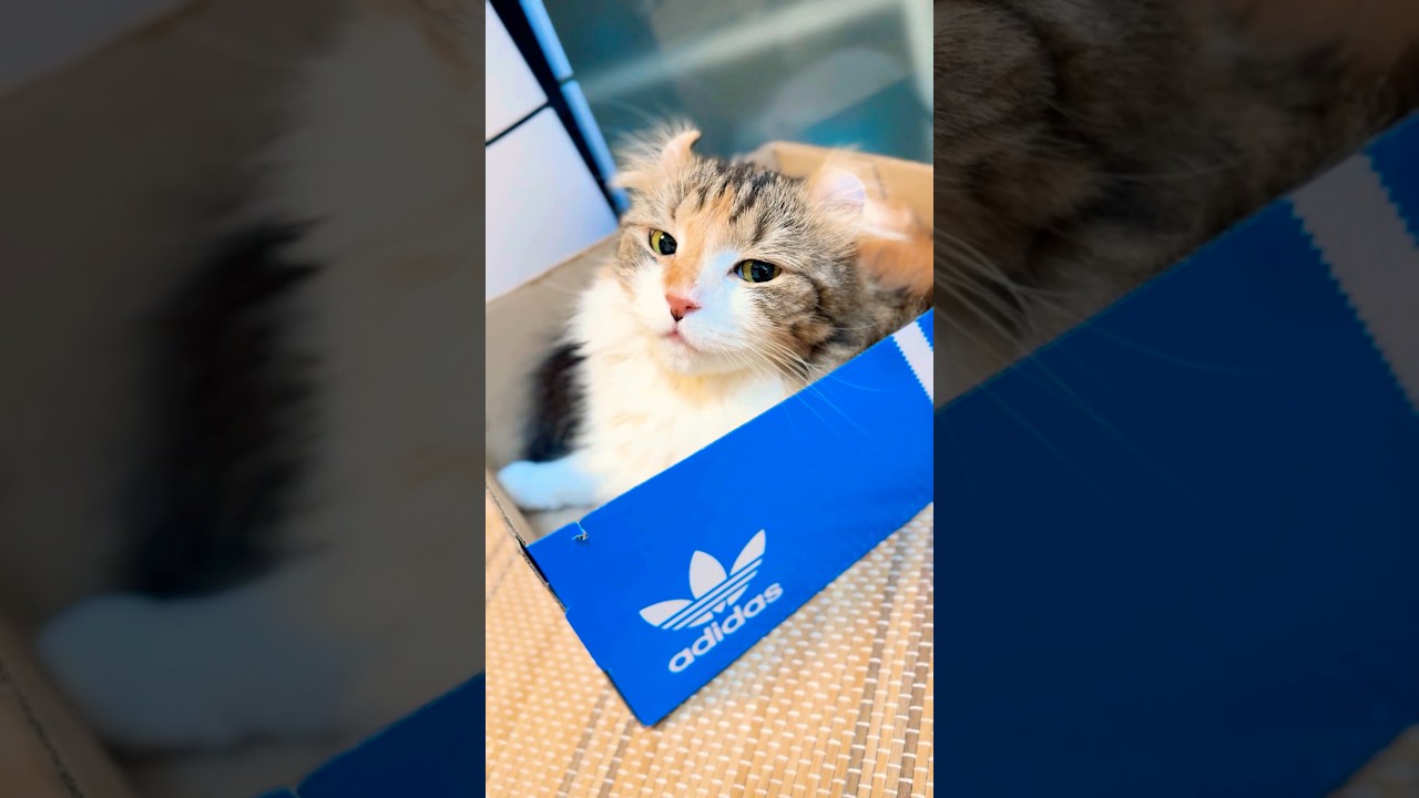 ❤️素敵な箱　#shorts #cat #アメリカンカール #空き箱#adidas