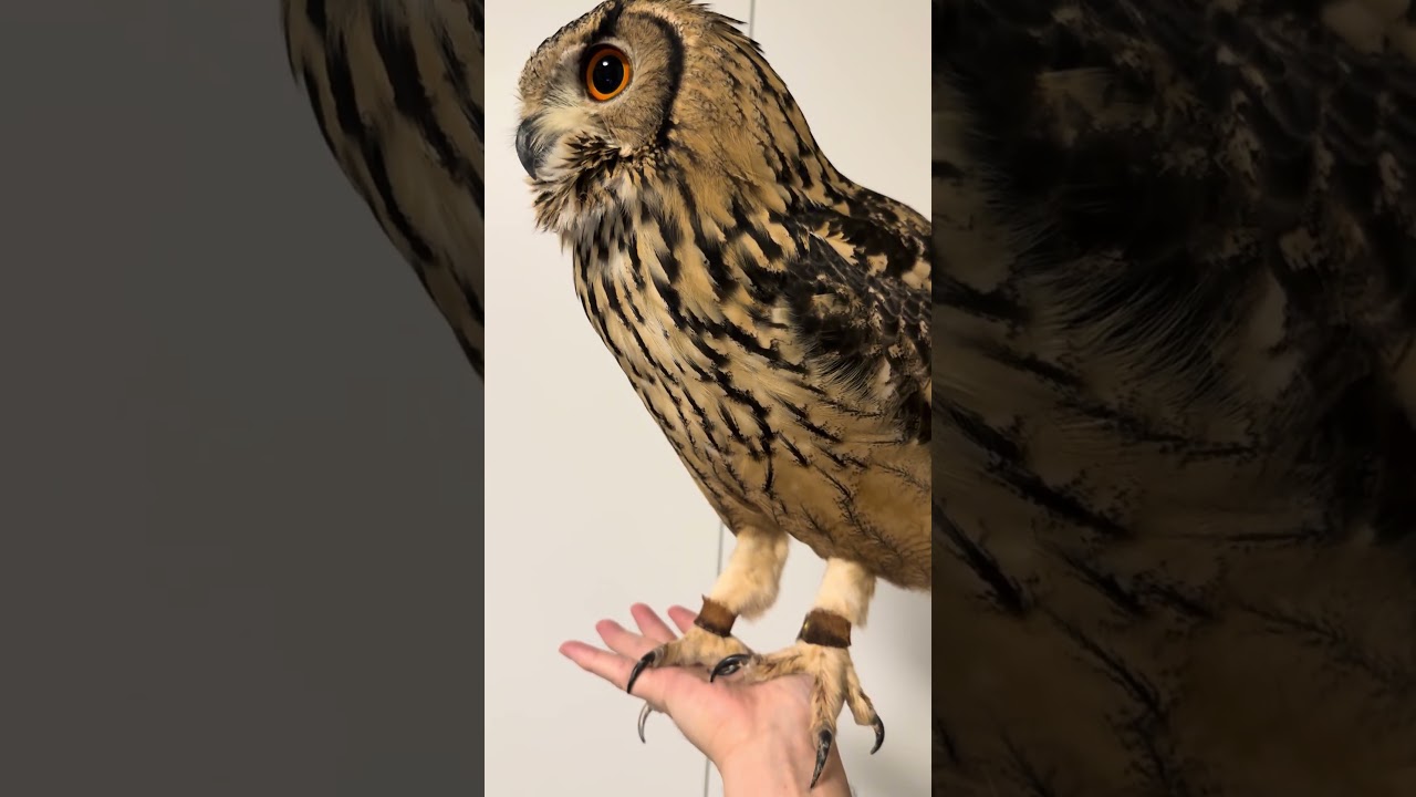本日のふー Foo of the day 【ベンガルワシミミズク】 #owl #フクロウ #birds #animals #cute #wildlife #pets