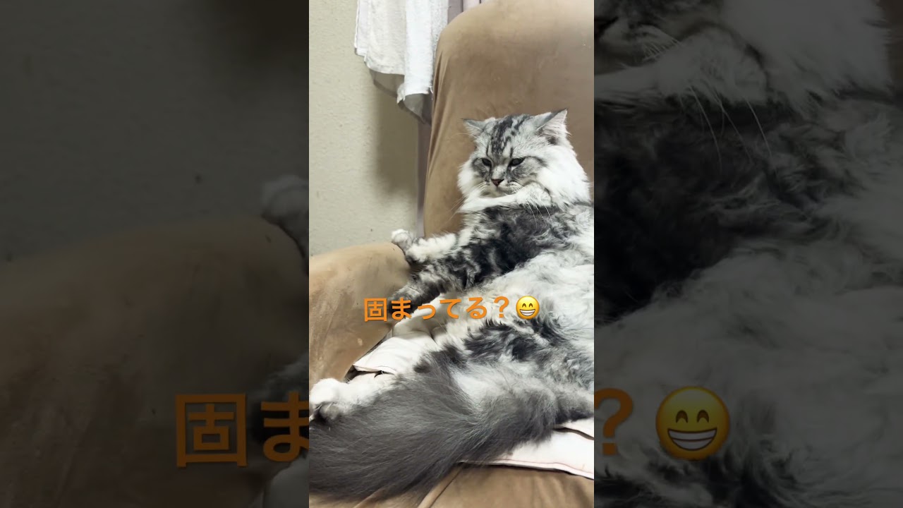 考え事してるの？#cat #かわいい猫 #長毛猫#スコティッシュフォールド#もふもふ