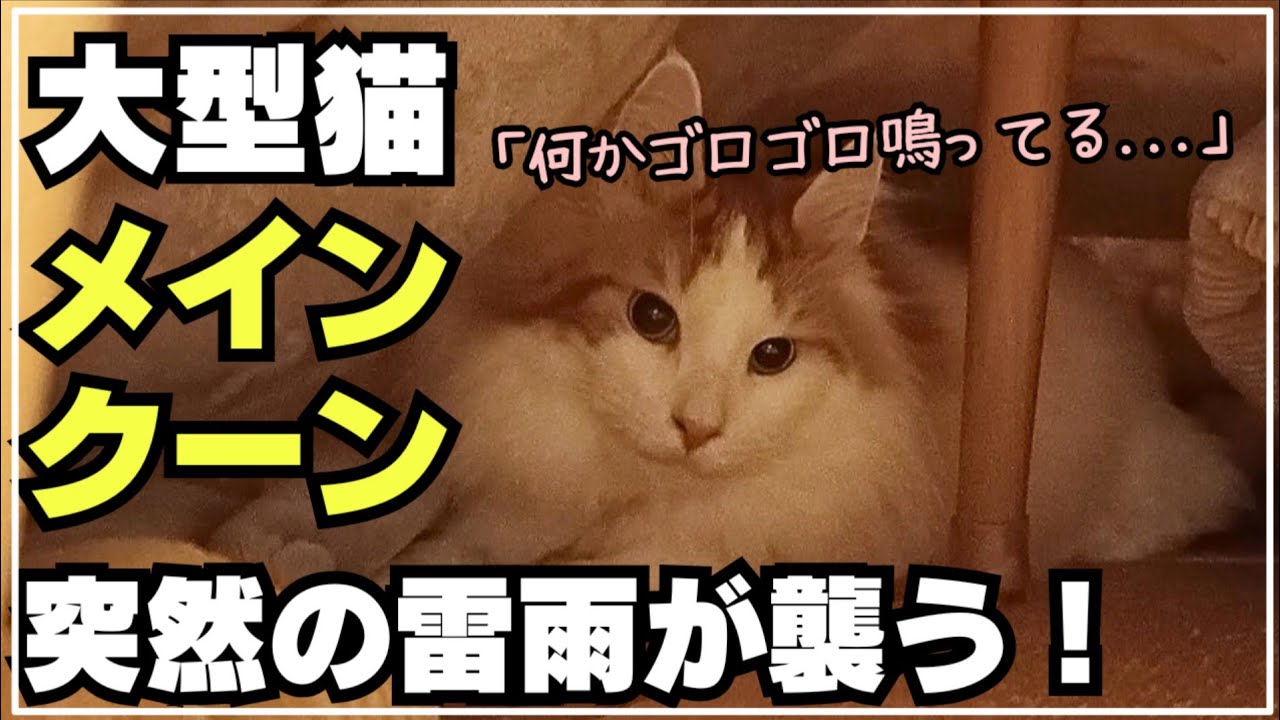 【恐怖】雷が怖い大型猫メインクーンの反応