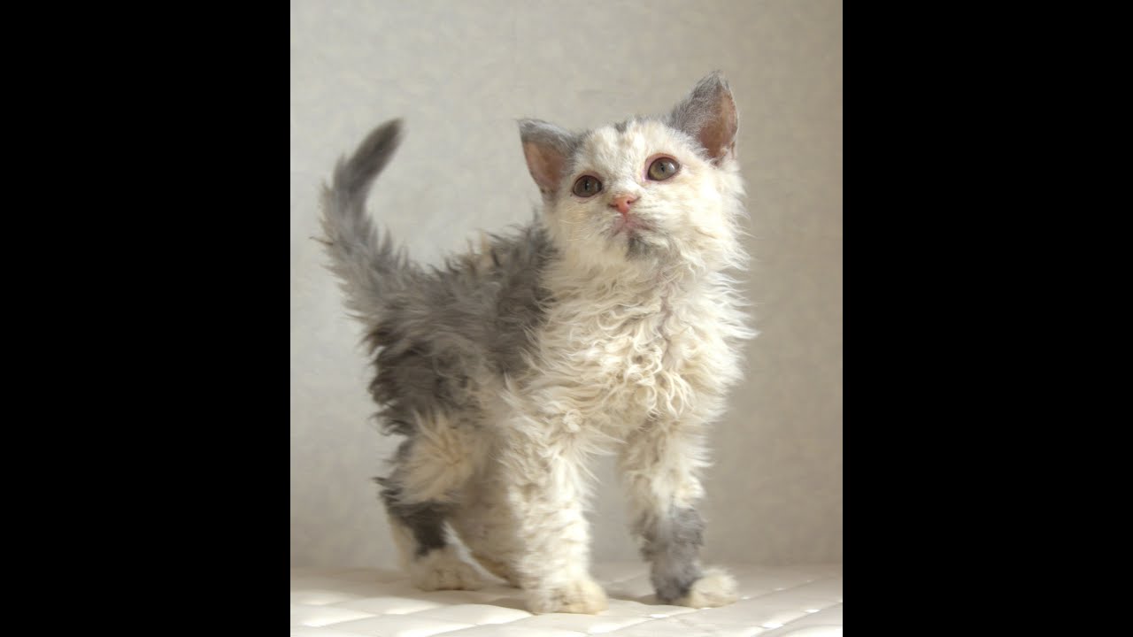 セルカークレックス子猫　Selkirk Rex　2025.4.12産まれ　ダイリュートキャリコ　巻き毛　女の子　シーダキャット猫のお店