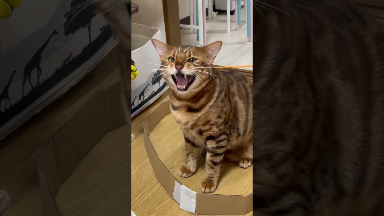 ベンガル猫のはっぴーくん   #ベンガル  #ベンガル猫
