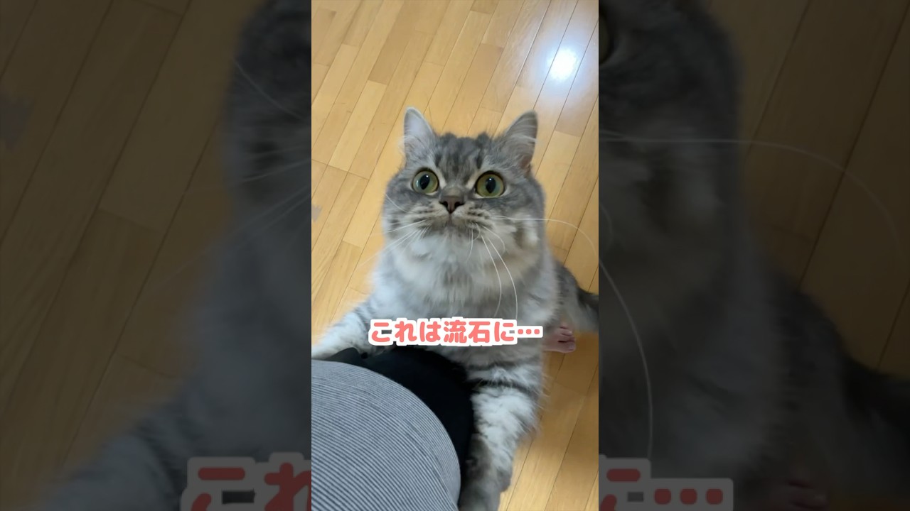 甘えん坊が仇になってしまった猫がこちらですw  #猫 #ねこ #ネコ #マンチカン #ねこのいる生活 #猫のいる暮らし #猫好きさんと繋がりたい #猫動画 #shorts #cat