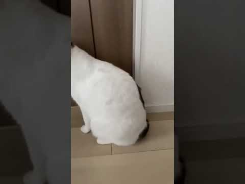 おはよう言う猫#ボブテイル#おしゃべり猫#ジャパニーズボブテイル  #cat#cats#talkingcat