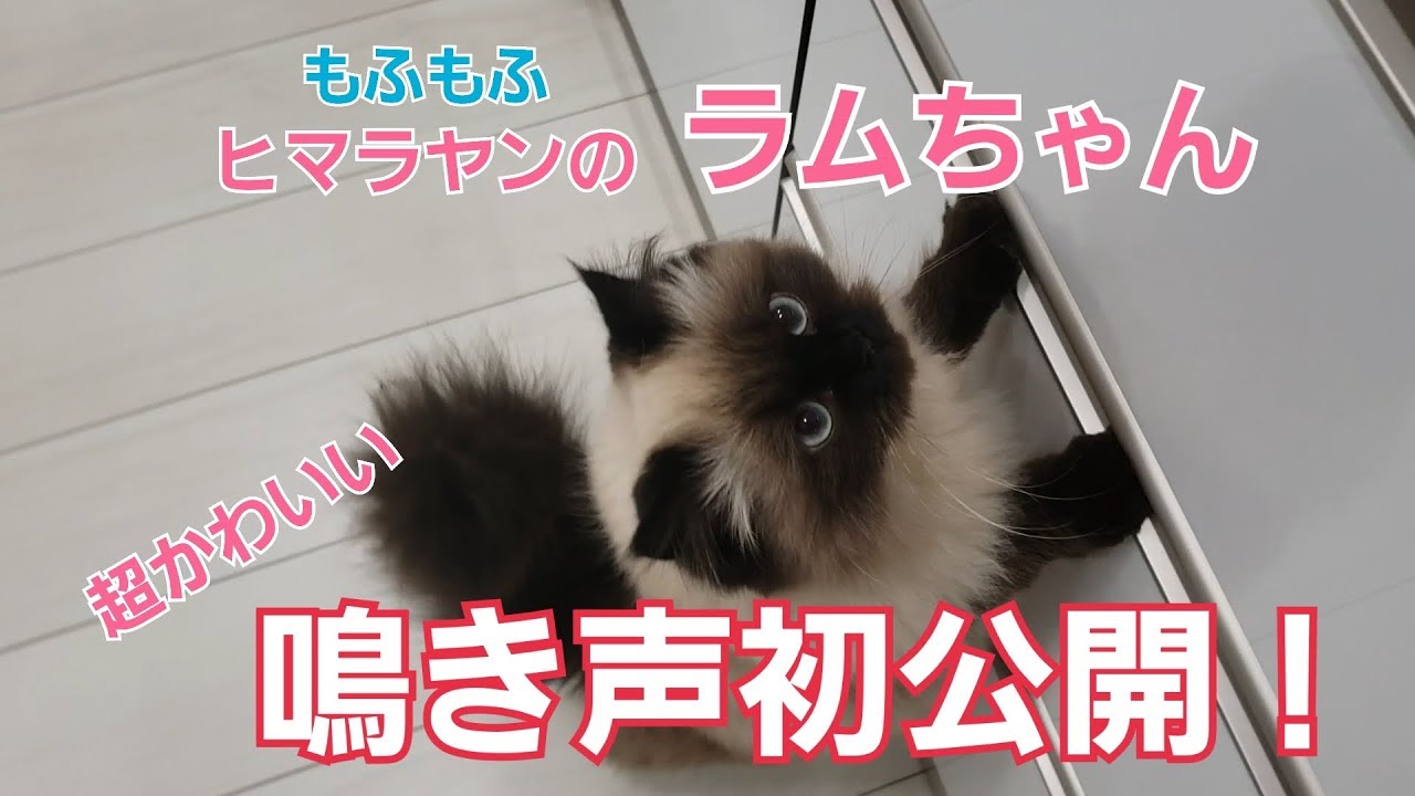 【もふもふ】ヒマラヤンのラムちゃんの鳴き声初公開！