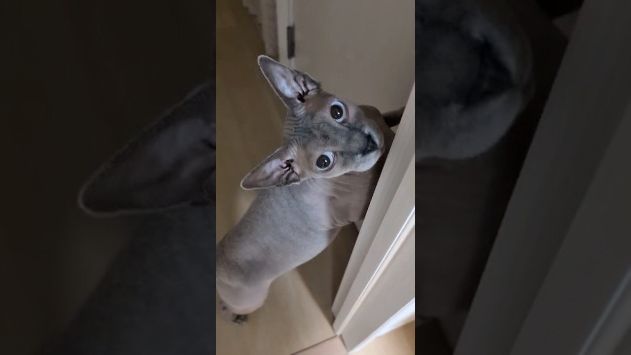 毛のない猫の伸び【スフィンクス】