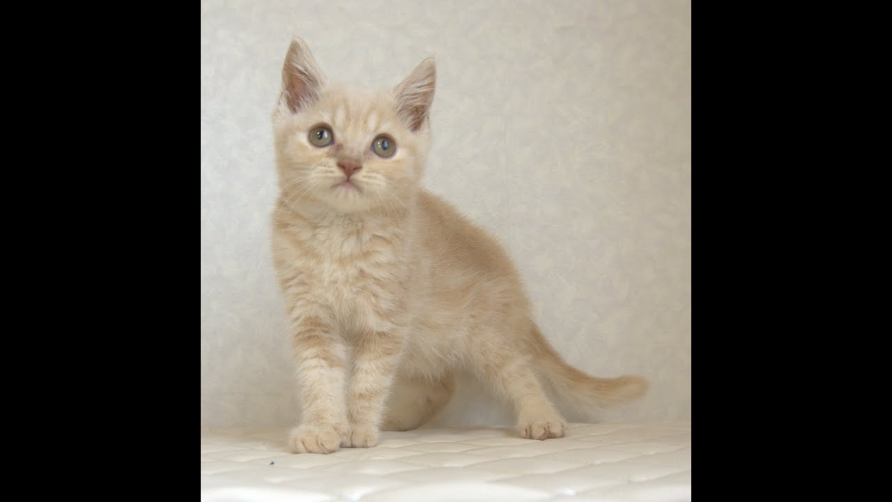 ブリティッシュショートヘアー子猫　British Shorthair　2025.4.14産まれ　クリーム　男の子　シーダキャット猫のお店