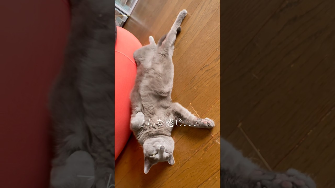 【ロシアンブルー】めろんエアコンつける前と後のごろんです🤗【猫】#shorts