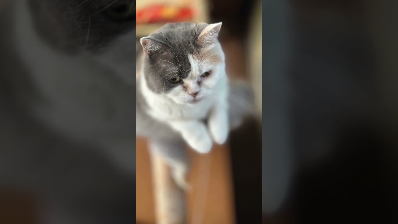 うちの猫2025.7.2#立ち耳スコティッシュフォールド #ねこ #ねこのいる暮らし #ねこ動画 #ねこのいる生活 #ねこ好き #ねこのいる日常