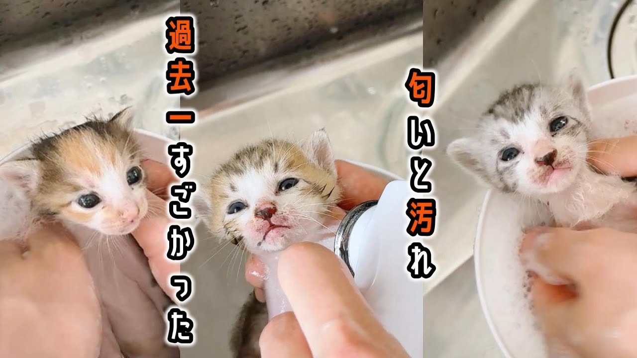 匂いと汚れがすごかった子猫をシャンプ―しましたらすごかった件【保護猫生活】