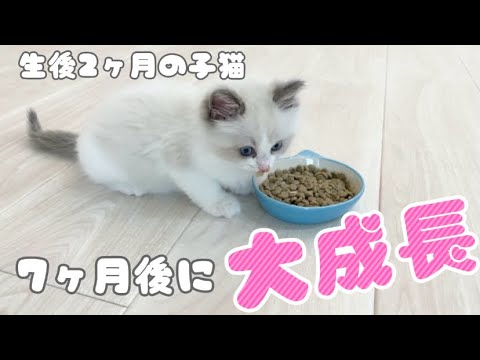 赤ちゃん猫が大成長！生後2ヶ月ラグドール子猫が7ヶ月後こんなに大きくなりました
