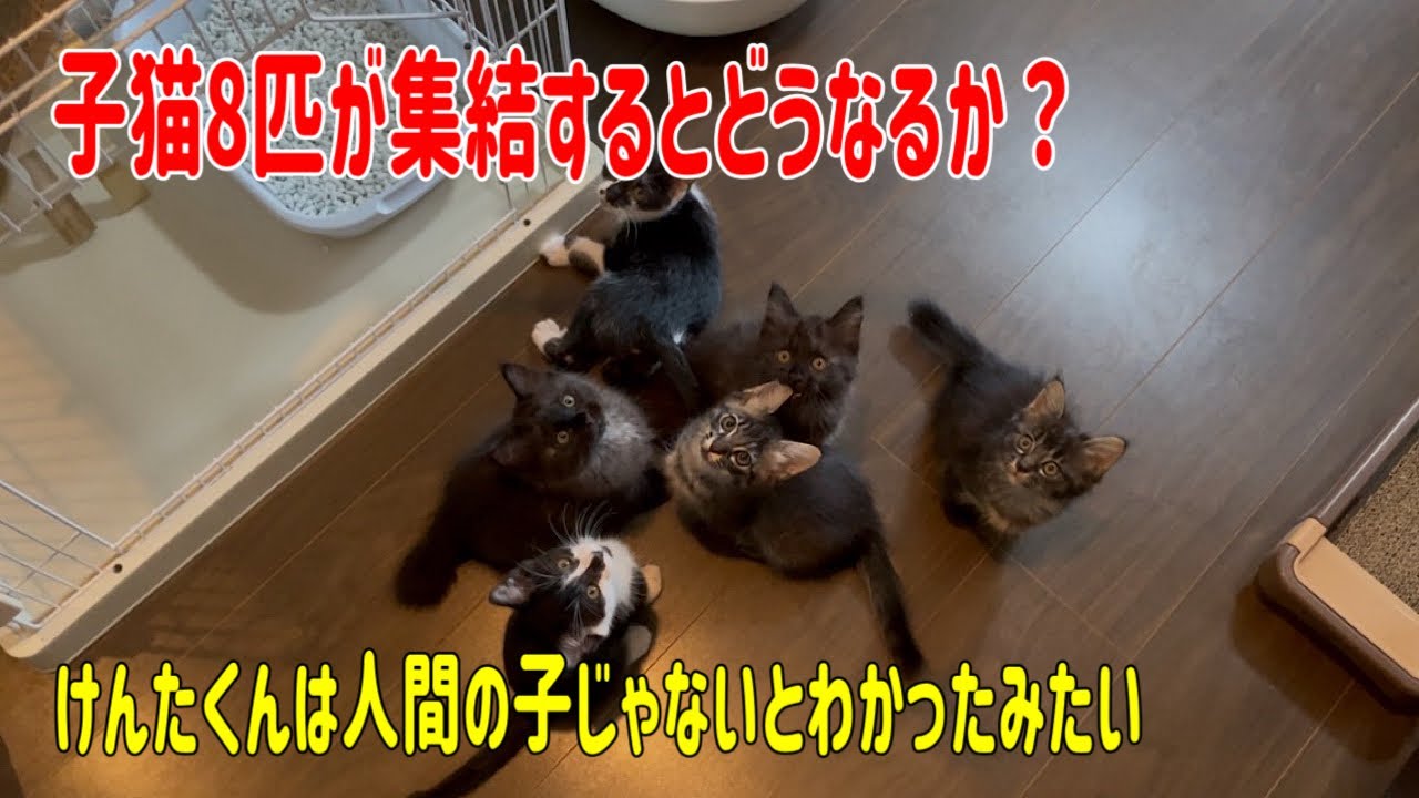 保護猫である子猫8匹が集結するとこうなる