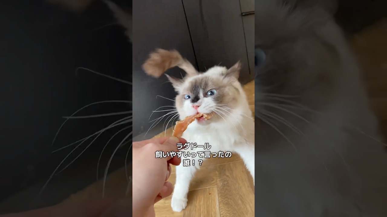 ラグドール飼いやすいって言ったの誰！？