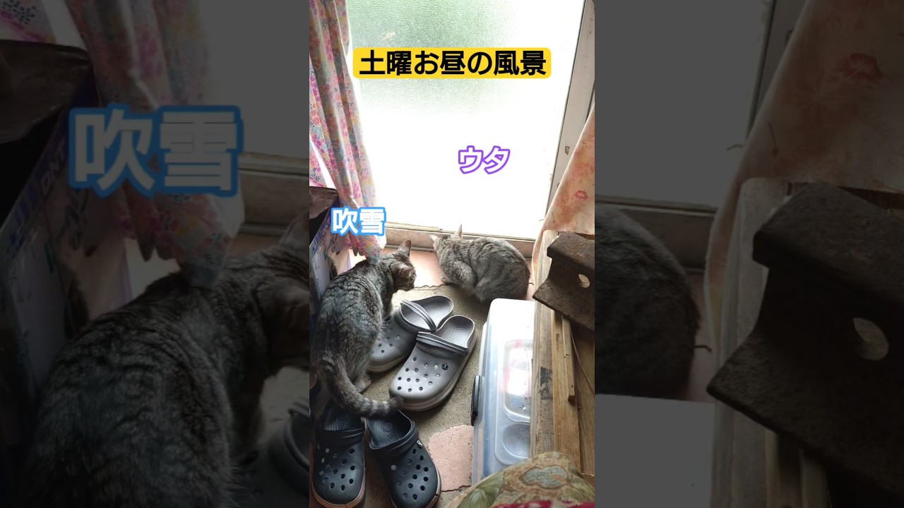 土曜日午後の日常風景ですね…＃保護猫#スフィンクス #猫のいる暮らし #ウタ＃吹雪