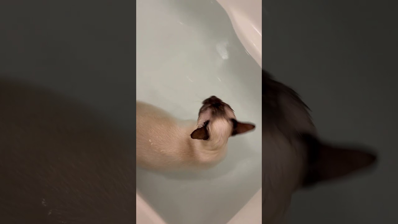 猫もお風呂に入るニャン       #トンキニーズ #トンキニーズエマ #cat #可愛い猫 #catlife #tonkinese #ねこのいる暮らし #cutiecat #siamese
