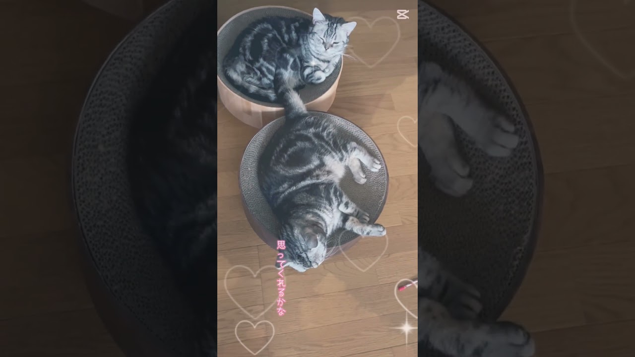 いつも.... #アメショ と #元野良猫 #保護猫 #サクラカット #茶白 #shorts #猫のいる暮らし #capcut