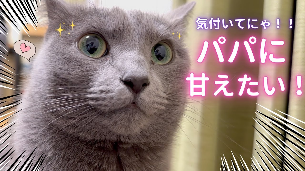 【猫ロシアンブルー】パパに｢甘えたいサイン｣を送る そらちゃん❤️