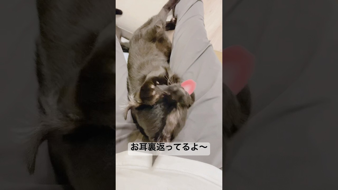 毛づくろいに夢中な子猫　#黒猫 #ボンベイ #cat #cute #猫のいる暮らし #ねこ #猫 #ねこのいる生活