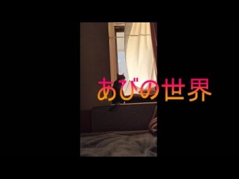 ネコ動画あび＃5034　あびの毎日　アビシニアン　あび