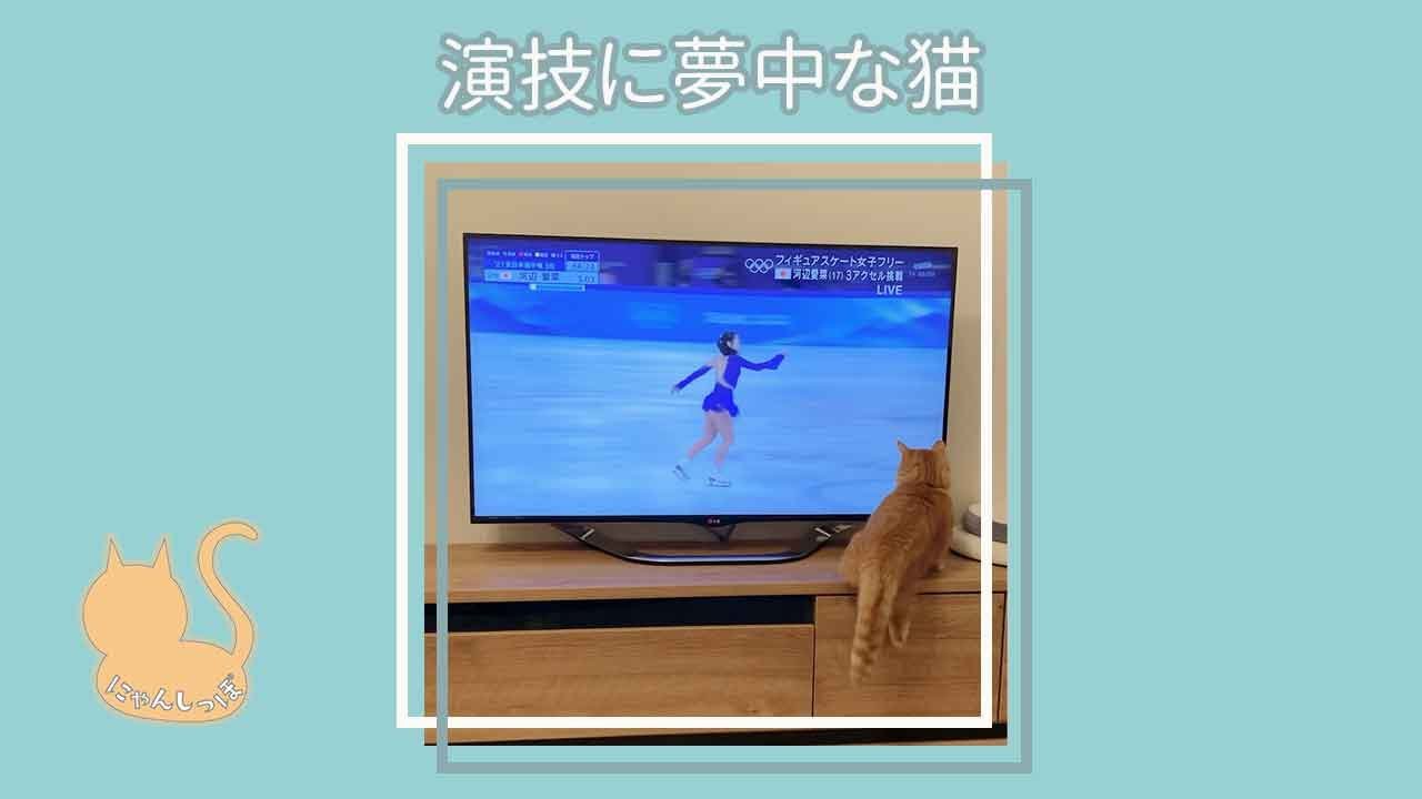 踏み外しても演技に夢中🐈 #Shorts #猫 #マンジロー#マンチカン