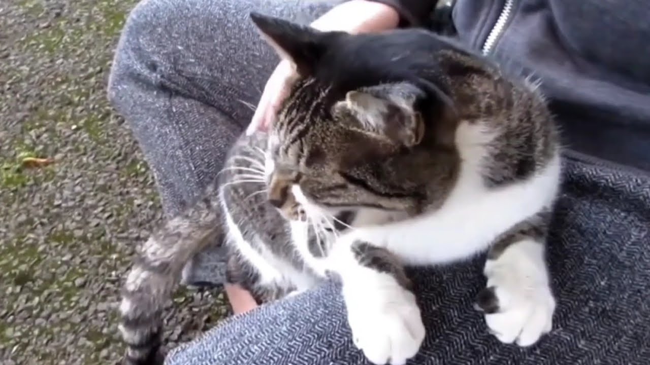 [野良猫]鳩の群れが気になるキジ白猫が可愛すぎる！[straycat]The cat that is curious about the flock of pigeons is cute!