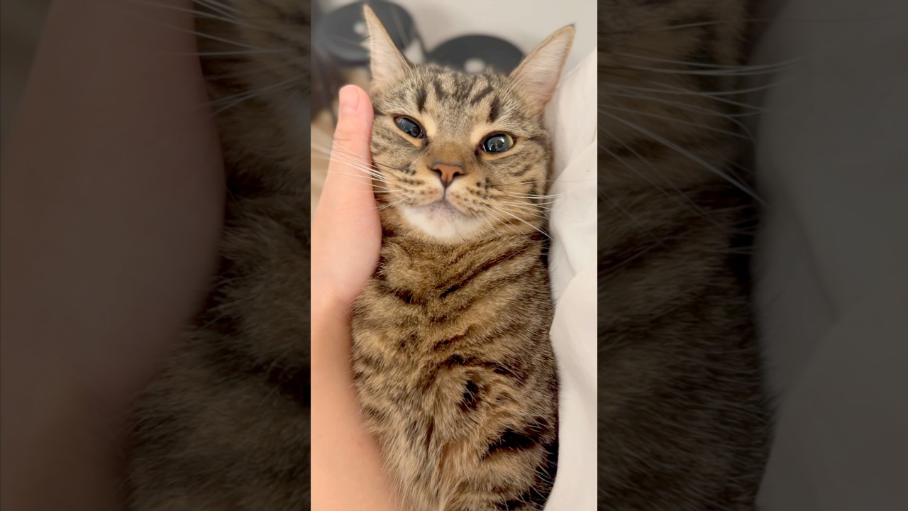 猫たちが可愛すぎて愛が止まらないwww #shorts #猫 #cat