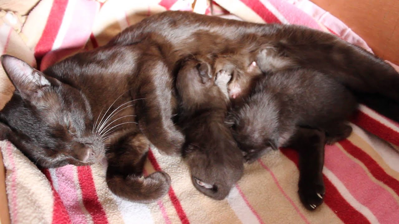 bébés Havana Brown tètent leur maman